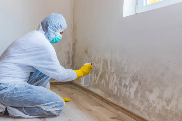 Licensed Attic Mold Remediation service in Morristown, NJ - Car Mold Remediation
