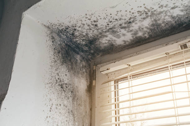 Affordable Attic Mold Remediation solutions in Morristown, NJ