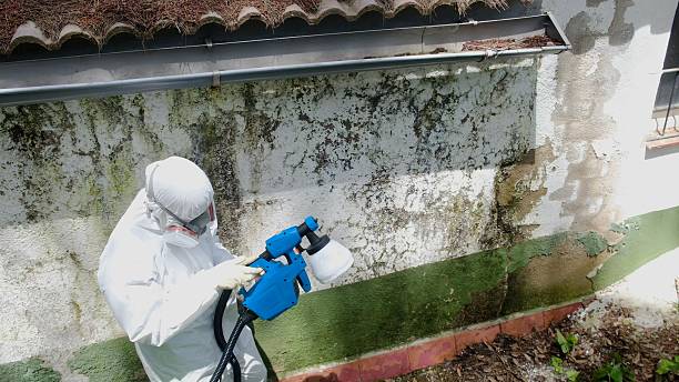 Top rated local Attic Mold Remediation specialists in Morristown, NJ